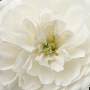 Vrtnice v spletni trgovini - Pokrovne vrtnice - bela - Rosa Alba Meillandina - Vrtnica brez vonja - Marie-Louise (Louisette) Meilland - Idealna za urejanje robov,ker prekrije velike površine z lepim elegantnim dolgotrajnim cvetenjem.